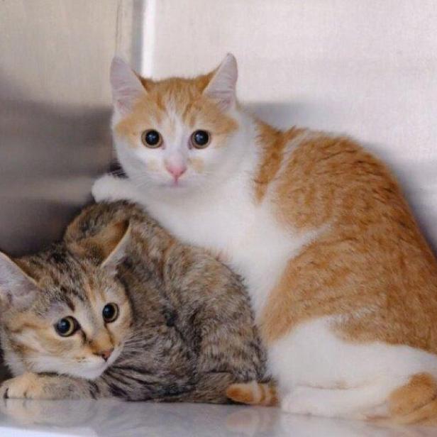 Zwei Kätzchen, ein getigertes und ein rot-weißes, sitzen auf einem Regal.