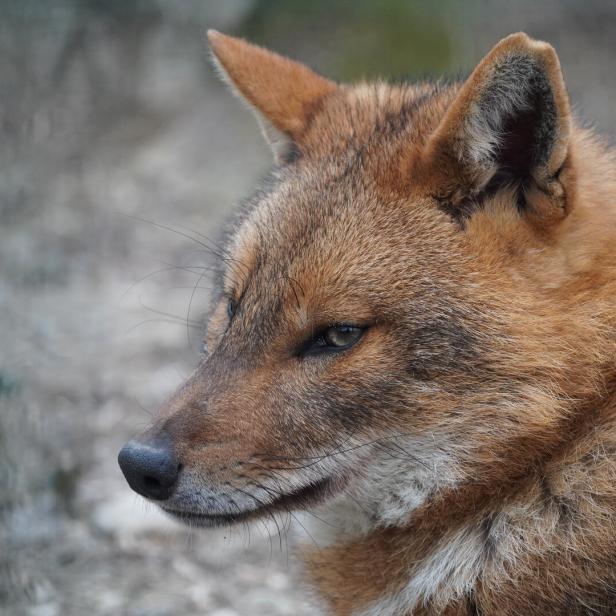 Ein Wildhund mit rötlich-braunem Fell und spitzen Ohren blickt aufmerksam zur Seite.
