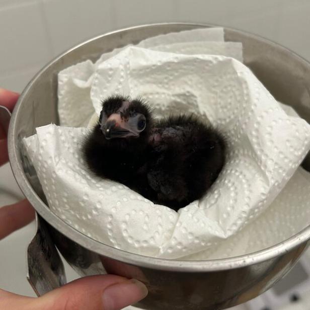 Weißohrturako als Küken