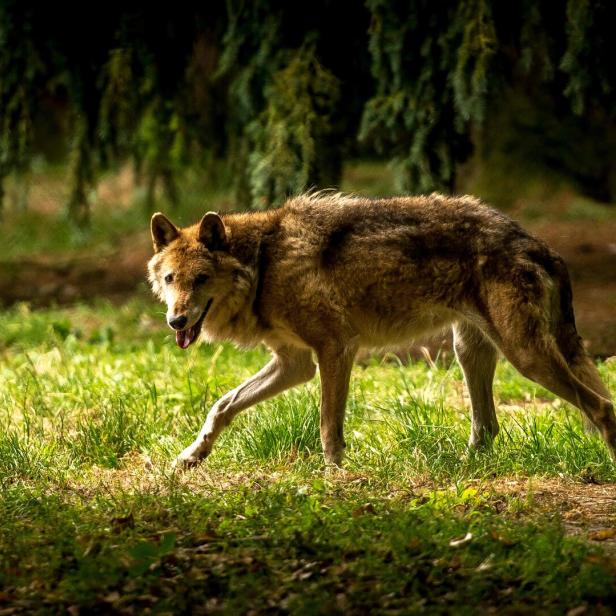 FILES-FRANCE-NATURE-ANIMAL-WOLF-HUNTING-AGRICULTURE