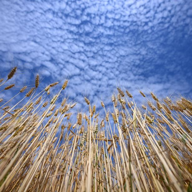 Goldene Weizenähren ragen in den blauen Himmel mit zarten Wolken.
