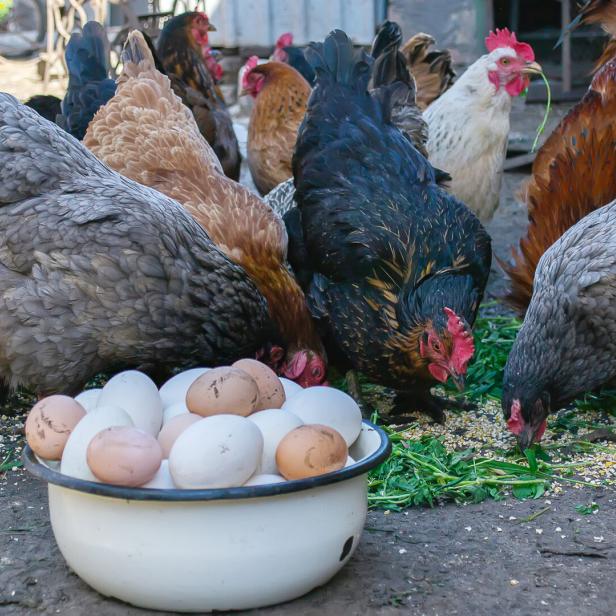 Das Bild zeigt eine Schüssel mit Eiern und dahinter Hühner vor ihrem Stall.