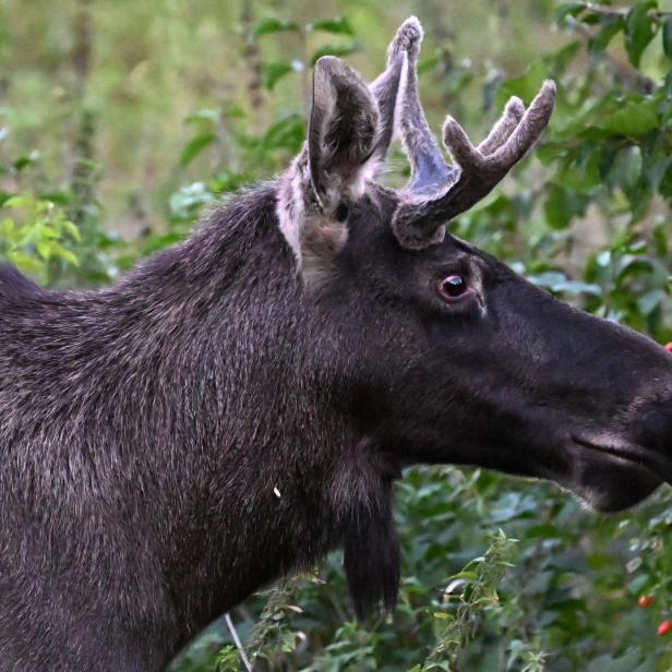 Mit Frühlingsfrisur, ohne Geweih: Elch Emil wurde wieder gesichtet