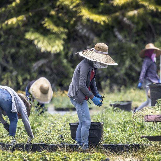 Mehrere Landarbeiter mit Hüten und Gesichtsbedeckung arbeiten auf einem Feld mit Pflanzen.