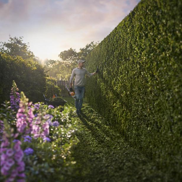 Ein Mann pflegt mit einer STIHL-Heckenschere eine hohe, dichte Gartenhecke bei Sonnenaufgang, während im Vordergrund blühende Blumen zu sehen sind.