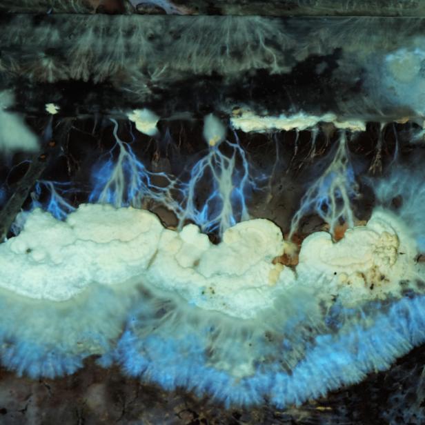 Schimmelpilzbefall mit deutlich sichtbarem Myzel und Ausbreitungsmustern, wie sie bei Feuchte- und Bauschäden häufig auftreten.