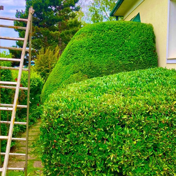 Eine Holzleiter steht neben zwei akkurat geschnittenen grünen Hecken an einer Hauswand mit Fenster.