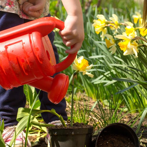 Kind gießt mit roter Gießkanne eine Blume im Garten zwischen gelben Narzissen.