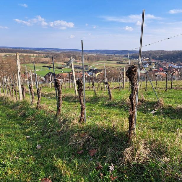 Ein Weinberg mit Rebstöcken blickt auf ein Dorf unter blauem Himmel.