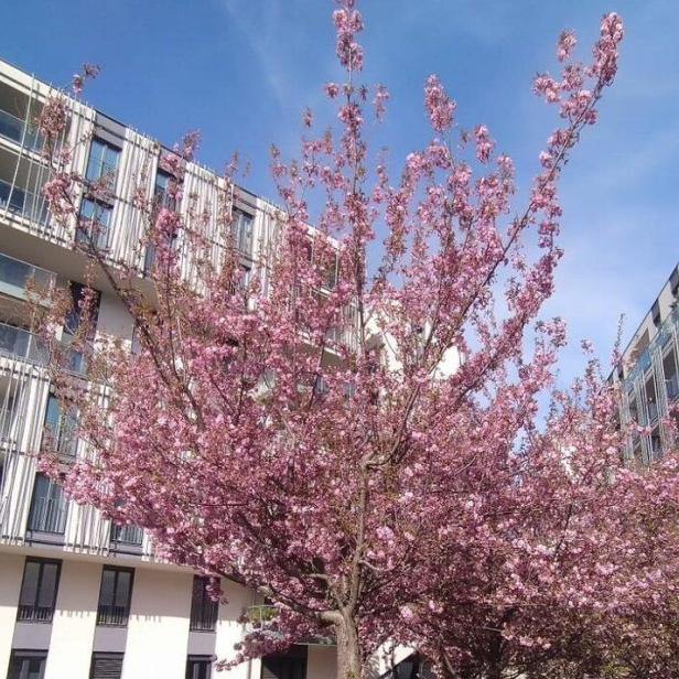 Blühender „Wohngarten Sensengasse“: Kirschblüte vor Wohnkomplex.