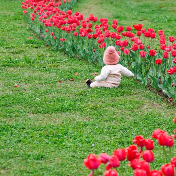 Kashmir's tulip garden at the foothills of the Zabarwan mountain range in Srinagar
