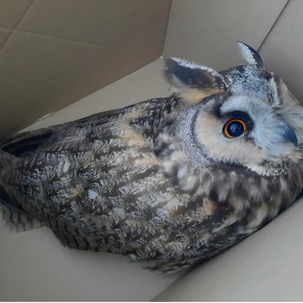 Eine Eule mit auffälligen orangefarbenen Augen sitzt in einer Ecke eines Kartons.
