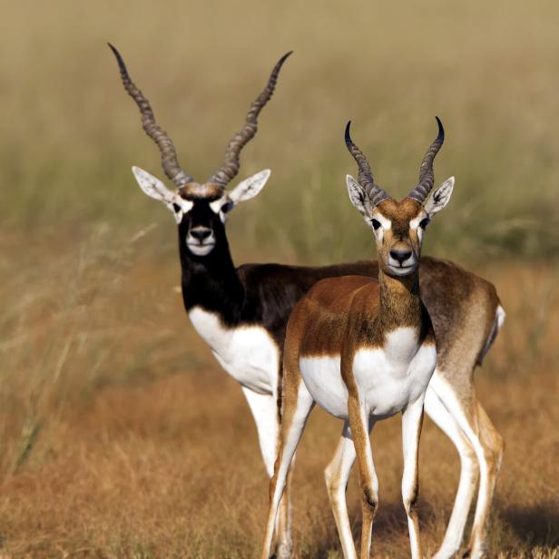 Blackbuck