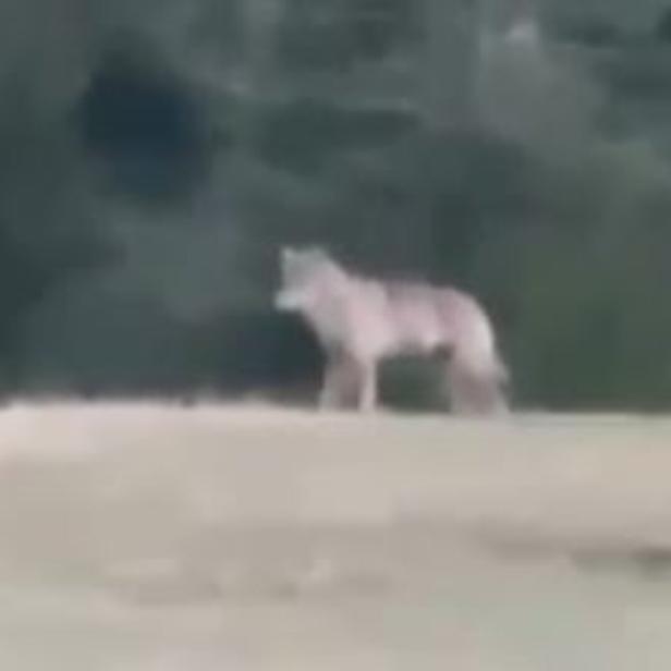 Ein Wolf steht auf einer Wiese vor einem unscharfen, dunklen Waldhintergrund.