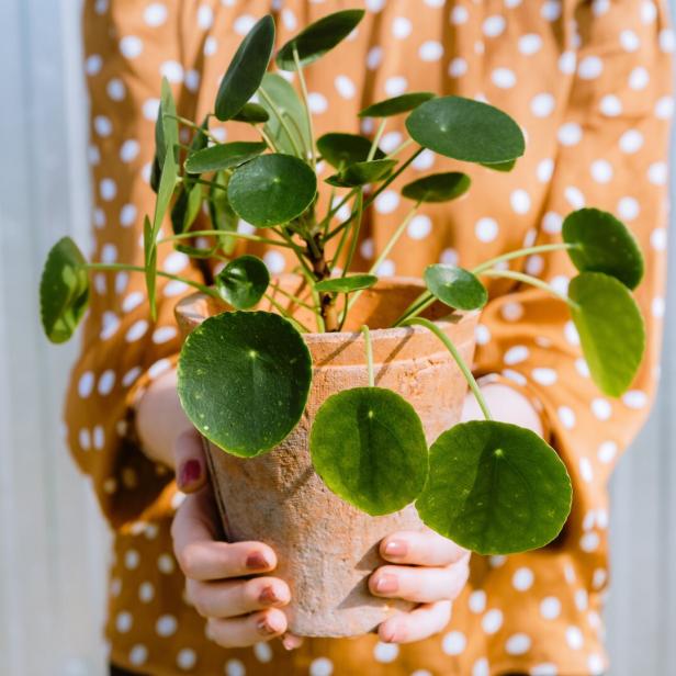 Eine Frau hält eine Topfpflanze mit einer Pilea in den Händen