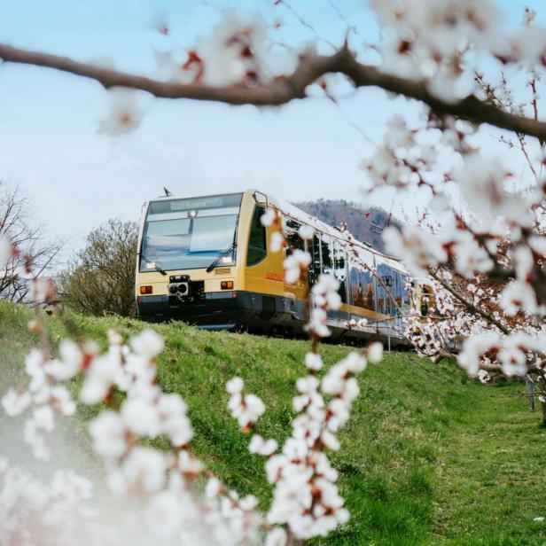 Ein gelber Zug fährt an blühenden Obstbäumen vorbei über eine grüne Wiese unter blauem Himmel.