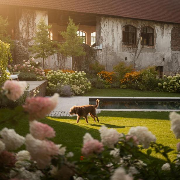 Haus mit blühendem Garten, sattgrünem Rasen und in der Mitte des Bildes rennt ein Hund über die Wiese