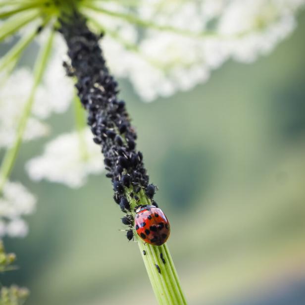 Ein Marienkäfer hält den Lausbefall auf dieser Pflanze in Schach. 
