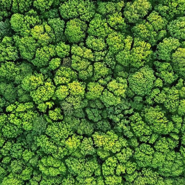 Blick auf einen dicht bewachsenen Wald von oben