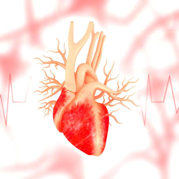 Ein anatomisches menschliches Herz mit sichtbaren Blutgefäßen und stilisiertem Herzschlag im Hintergrund.