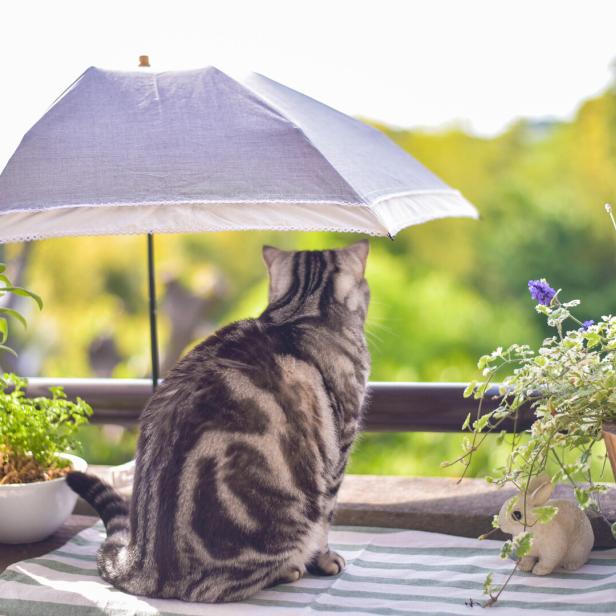 Eine Katze sitzt unter einem kleinen Sonnenschirm auf dem Balkon.