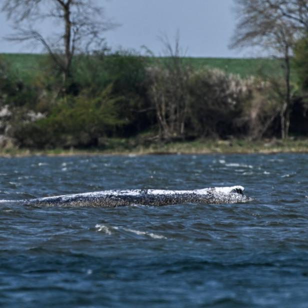 Ein Wal bläst Wasser in einem See, im Hintergrund sind Bäume zu sehen.