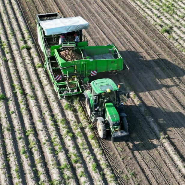 Ein grüner Traktor mit Anhänger erntet Kartoffeln auf einem Feld mit Furchen.