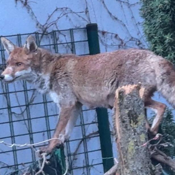 Ein Fuchs in einem Wiener Innenhof. 