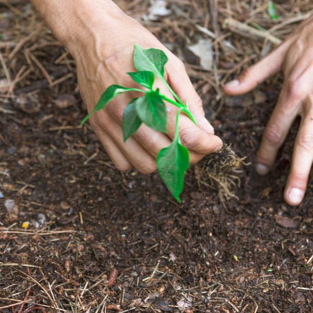 Hände pflanzen einen grünen Setzling in dunkle, humusreiche Erde.