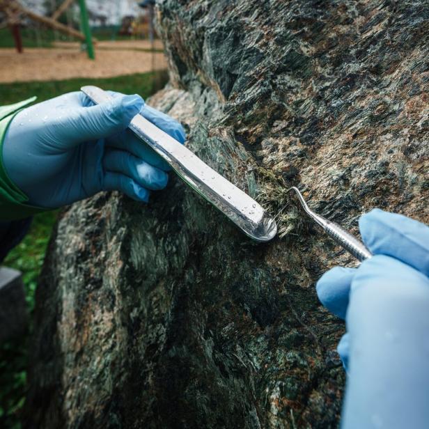 Zwei Hände mit blauen Handschuhen entfernen mit Metallwerkzeugen Moos von einem großen Felsen.