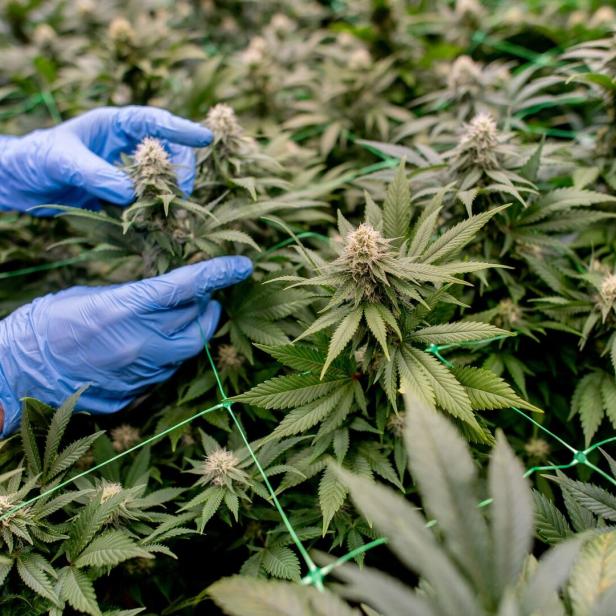 Cannabis Social Club Ganderkesee