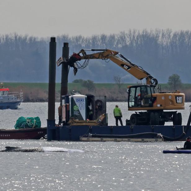 Rettungsaktion für den Buckelwal