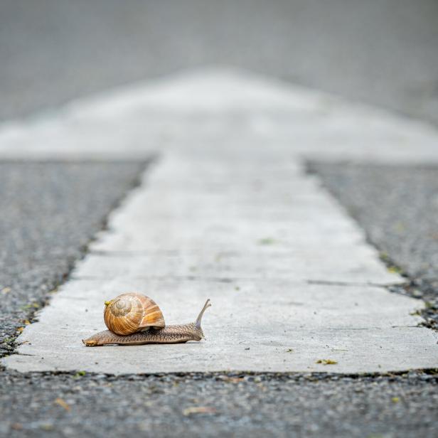 a snail crossing a road