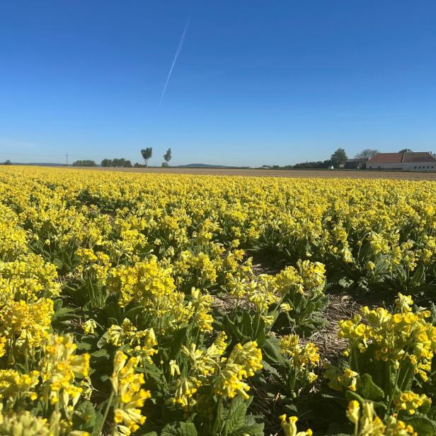Ein großes Feld mit gelb blühenden Pflanzen unter klarem, blauem Himmel, im Hintergrund ein Bauernhaus.