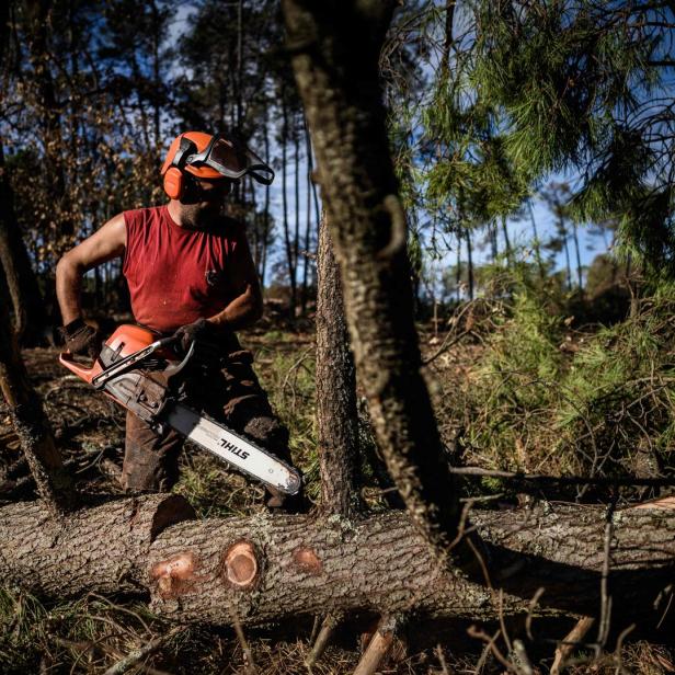 Forstarbeiter sägt Äste mit einer Motorsäge von einem gefällten Baum ab.