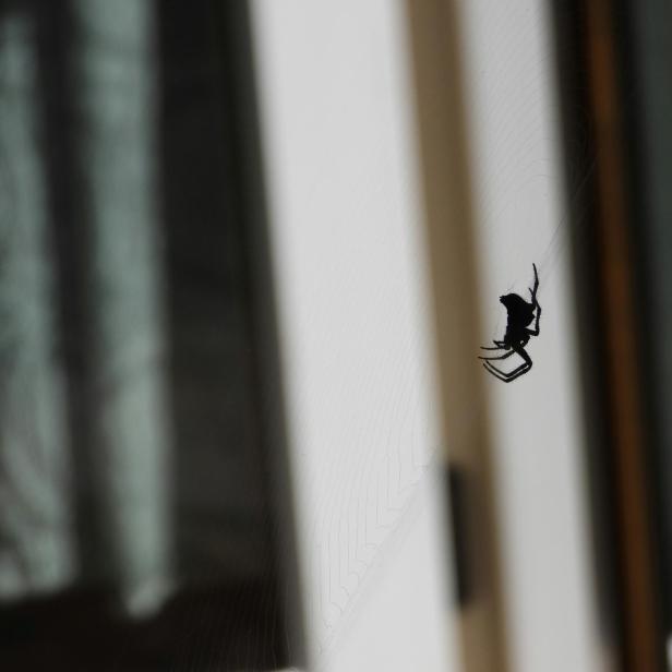 Eine Spinne sitzt in ihrem Netz vor einem Fenster in einer Wohnung.