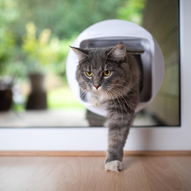 Eine graue Katze kommt durch die Katzenklappe ins Zimmer.