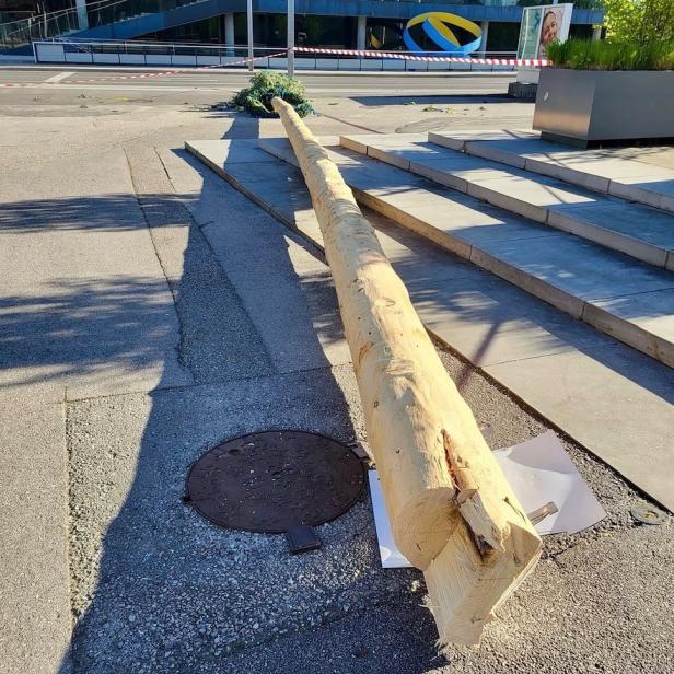 Umgeschnittener Maibaum