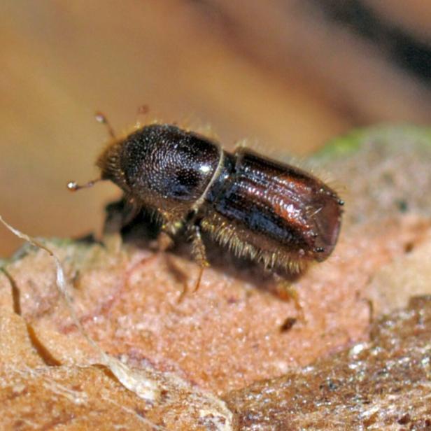 Ein kleiner brauner Käfer mit behaartem Körper krabbelt auf einer rauen Holzoberfläche.