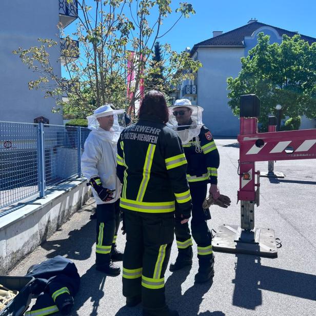 Die Feuerwehr half den Imkern beim Übersiedeln des Bienenschwarms.