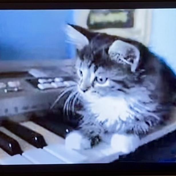 Eine grau-weiße Katze sitzt auf den Tasten eines Keyboards in einem Raum mit blauem Hintergrund.