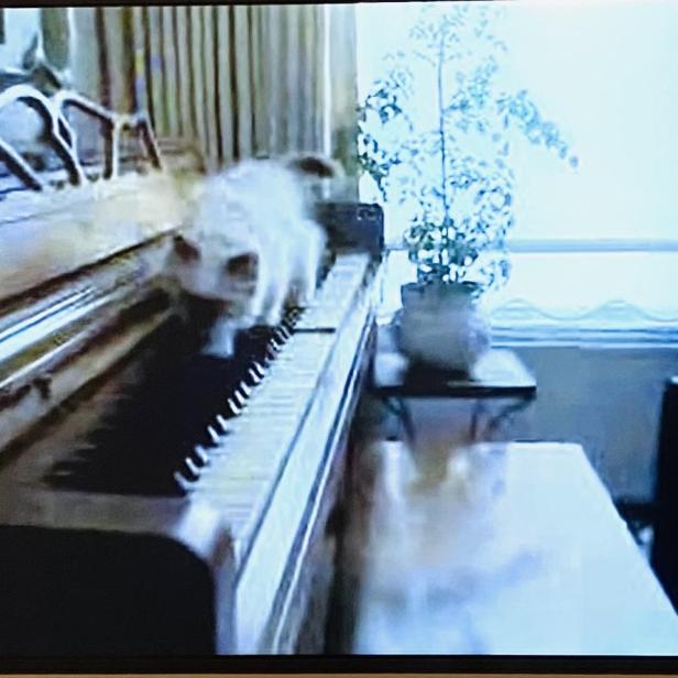 Eine Katze läuft über die Tasten eines Klaviers, was das ambivalente Verhältnis zwischen Mensch und Tier in der Ausstellung Animalia thematisiert.