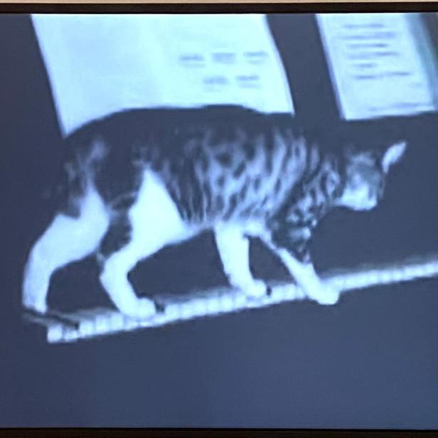 Eine getigerte Katze läuft auf den Tasten eines Klaviers, im Hintergrund sind Notenblätter zu sehen.