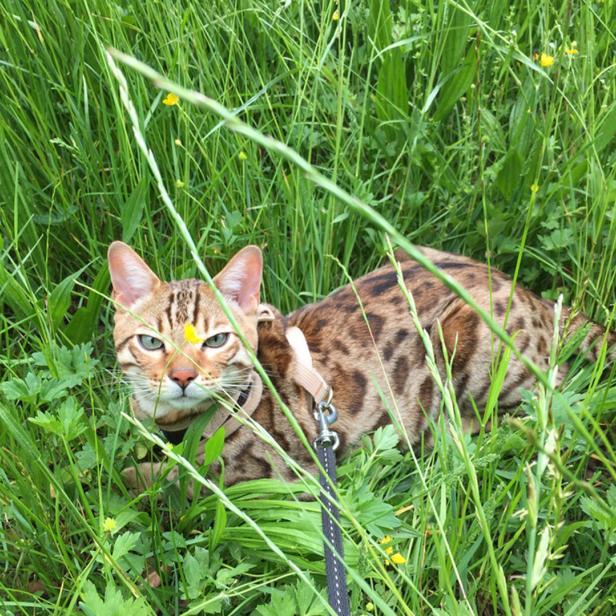 Bengalkatze mit Geschirr und Leine liegt im hohen, grünen Gras mit gelben Blüten.