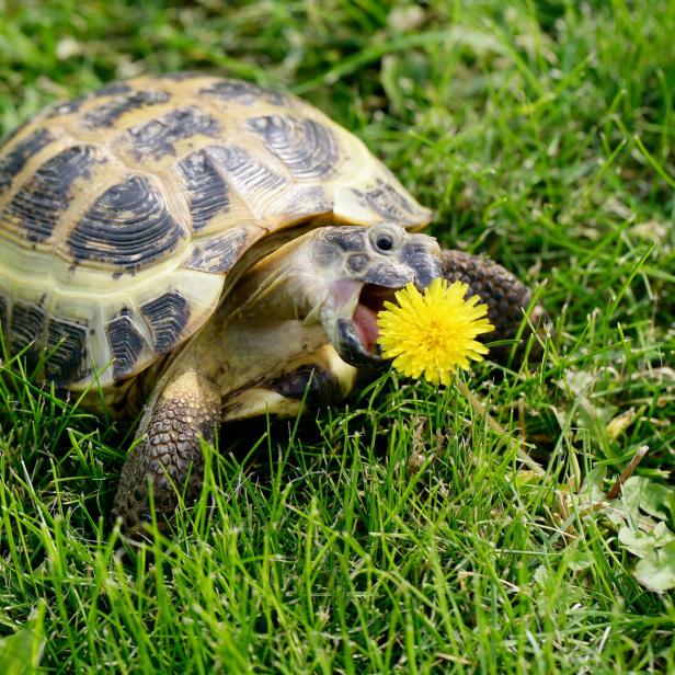 Eine Schildkröte in der Wiese frisst Löwenzahn.