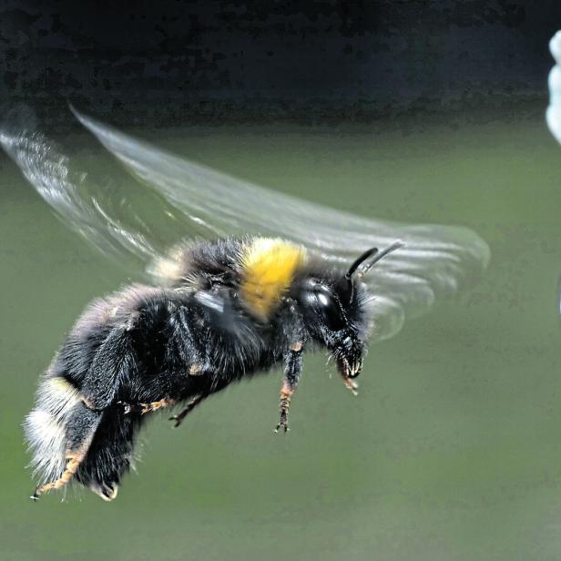 Eine Grubenhummel schwirrt vor einer weißen Blüte.