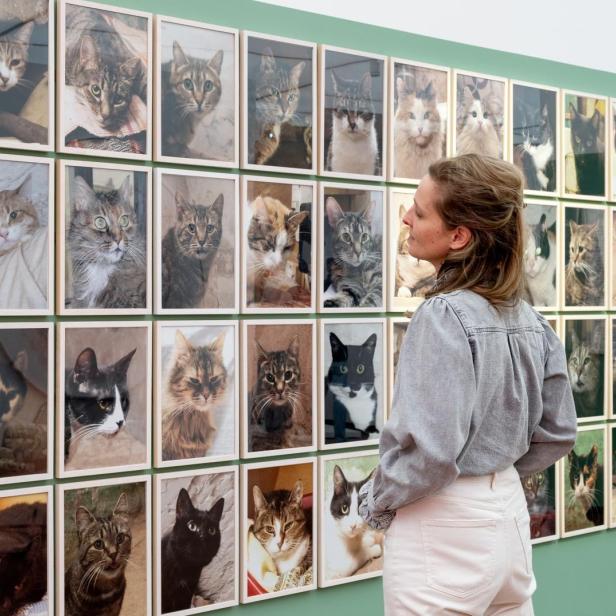 Eine Frau betrachtet eine Wand mit vielen gerahmten Katzenporträts in einer Galerie.