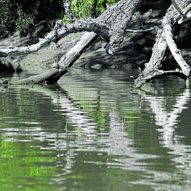 ++ THEMENBILD ++ NATUR / UMWELT / KLIMA - PRESSEFAHRT NHM/NATIONALPARK DONAU-AUEN