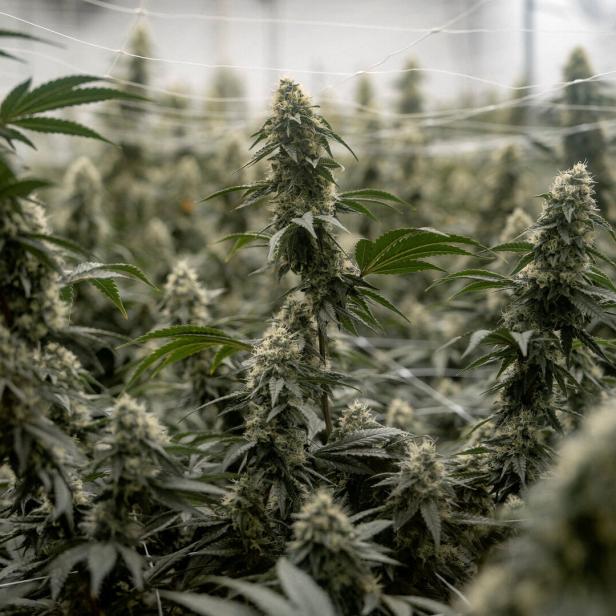 Mehrere blühende Cannabispflanzen mit dichten, harzigen Blüten und grünen Blättern in einer Indoor-Anlage.