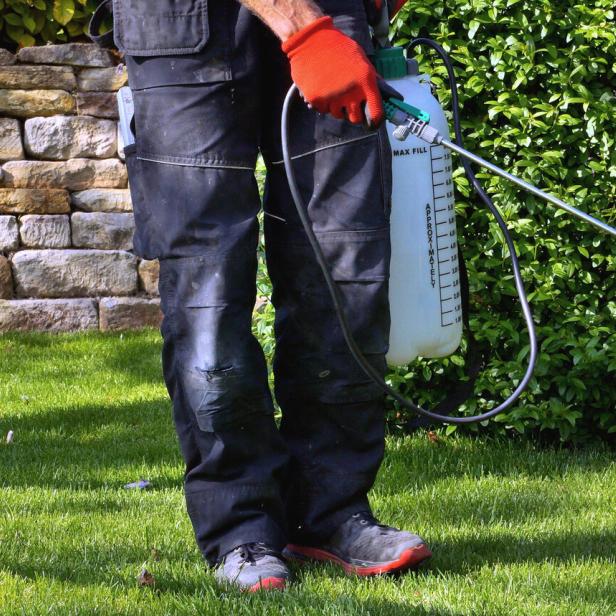 Unkrautvernichtungsmittel werden im Garten versprüht. Dabei wird ein tragbares Sprühgerät eingesetzt, um Unkraut zu bekämpfen